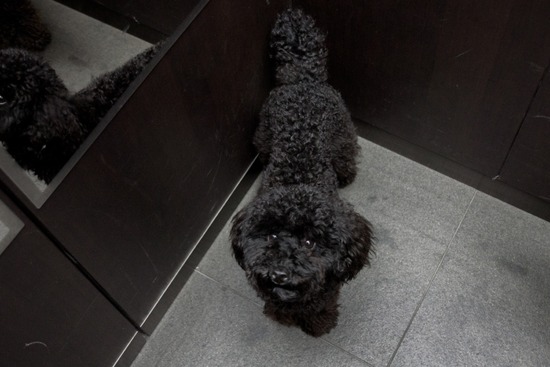 ブラックのトイプードル銀座リリー＆ドナas know as de wan07