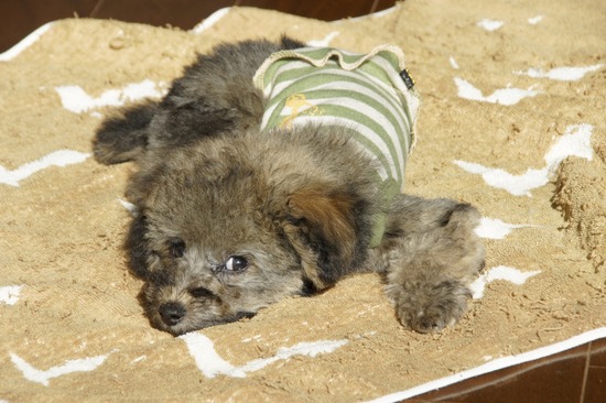 銀座トイプードルリリーas know as de wan11