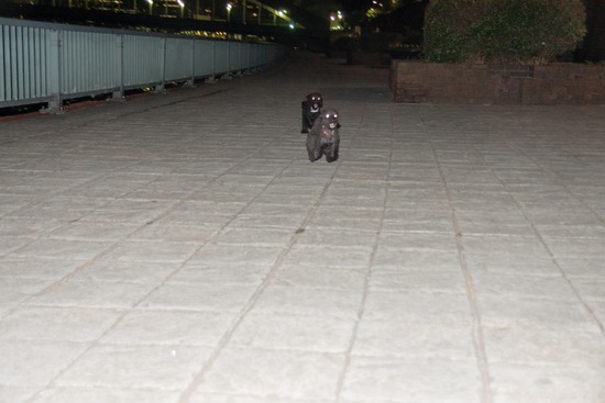 トイプードル ブログ 銀座リリーとドナas know as de wan06