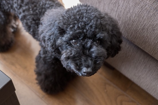 トイプードル ブログ 銀座リリーとドナas know as de wan19