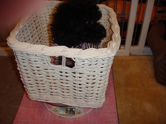 銀座トイプードルリリーas know as de wan01