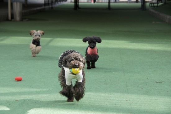 銀座トイプードルリリーas know as de wan07