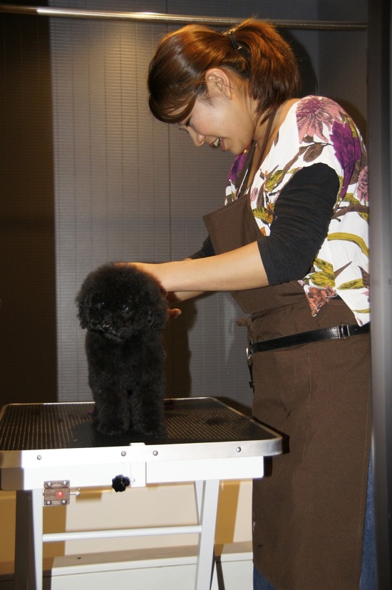 銀座トイプードルリリーas know as de wan02