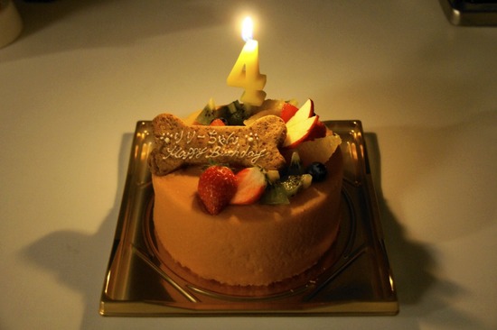 as know as de wanとトイ
プードルブラックの銀座リリー24