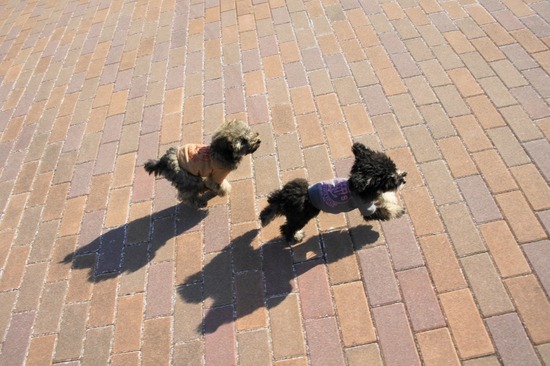 銀座トイプードルリリーas know as de wan75