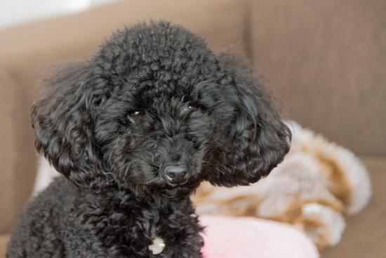 トイプードル ブログ 銀座リリーとドナas know as de wan05