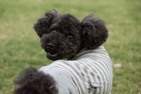 ブログRosieトイプードル銀座リリーとドナas know as de wan51