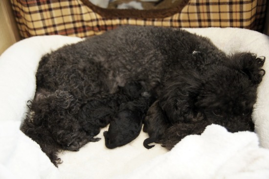 as know as de wanとトイプードルブラックの銀座リリー03