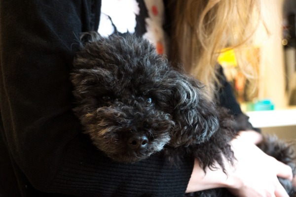 トイプードル銀座リリー08