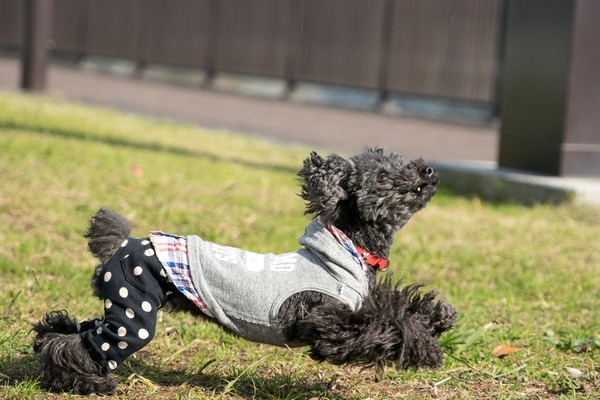 ブラックトイプードル銀座リリー＆ドナ026