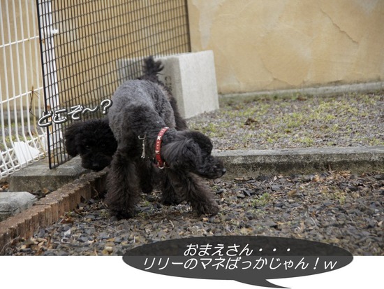 銀座トイプードルリリーas know as de wan53