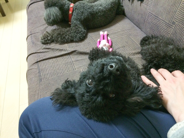 ブラックトイプードル銀座リリー&ドナ160