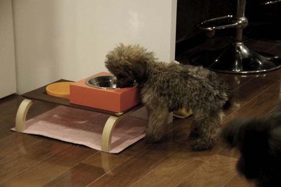 銀座トイプードルリリーas know as de wan24