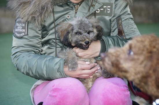 銀座トイプードルリリーas know as de wan10