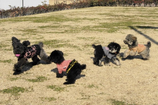 銀座トイプードルリリーas know as de wan77