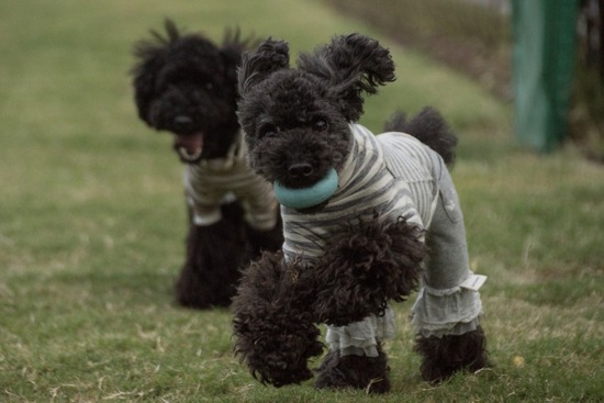 ブログRosieトイプードル銀座リリーとドナas know as de wan53