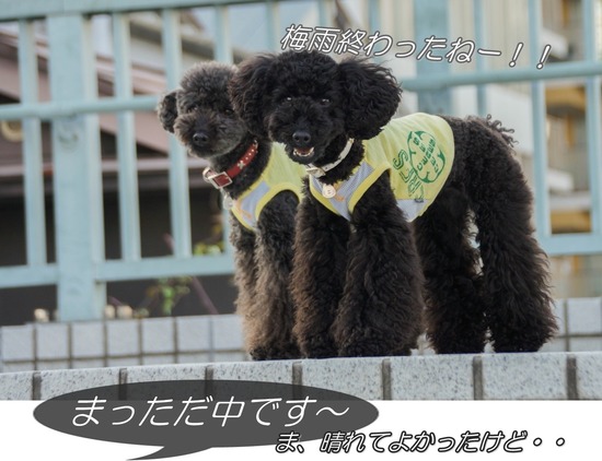 ニャンバーワン,銀座トイプードル,リリーとドナ,asknowasdewan030