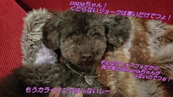 ブラックトイプードル銀座リリードナ003 (
12)