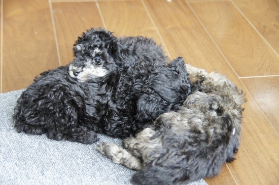 as know as de wanとトイプードルブラックの銀座リリー08