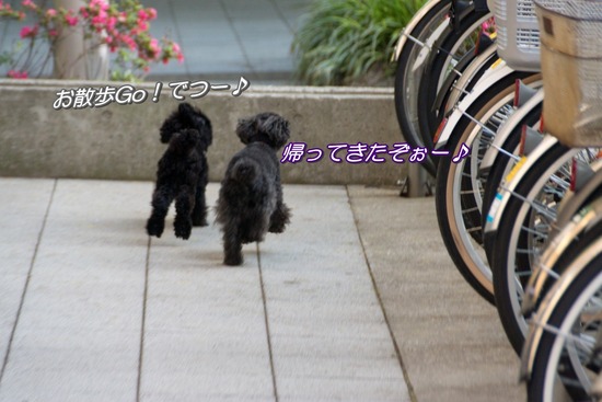 トイプードル銀座リリー＆ドナ100