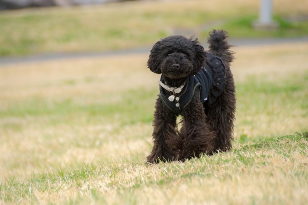 ブラックトイプードル銀座リリードナ014