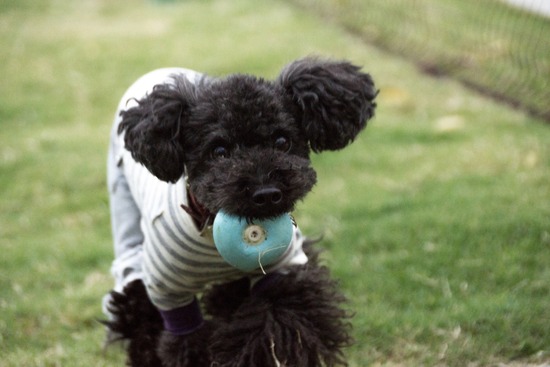 ブログRosieトイプードル銀座リリーとドナas know as de wan62