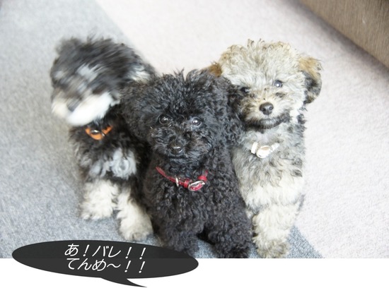 銀座トイプードルリリーas know as de wan09