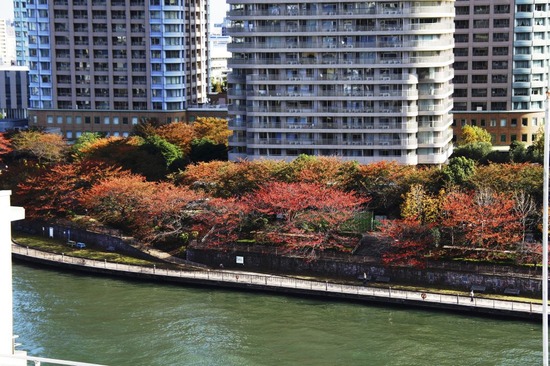 as know as de wan トイプードル 銀座リリー05