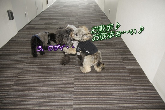 銀座トイプードルリリーas know as de wan18