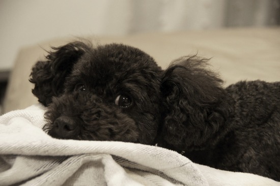 as know as de wanと銀座リリー07