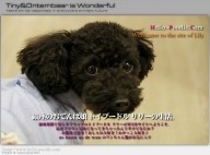 銀座のおてんば娘トイプードルリリーの生活へ