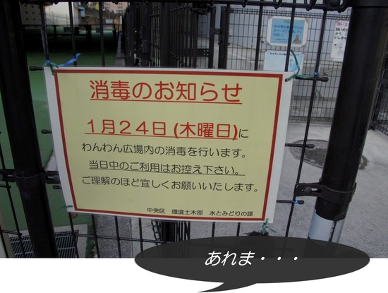 銀座トイプードルリリーas know as de wan29