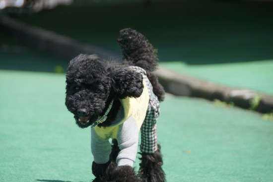 ニャンバーワン,銀座トイプードル,リリーとドナ,asknowasdewan003