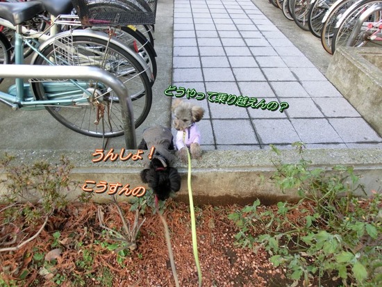 銀座トイプードルリリーas know as de wan01