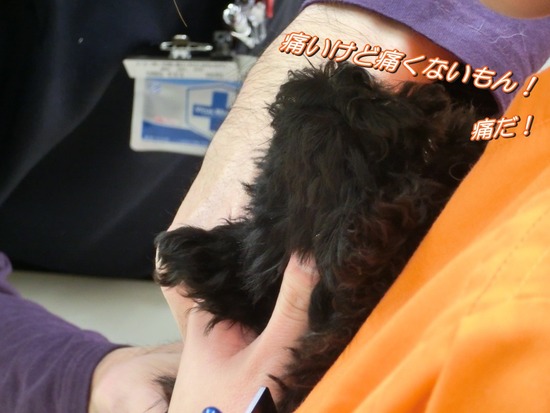 銀座トイプードルリリーas know as de wan09