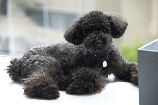 as know as de wan_銀座リリー_トイプードル02