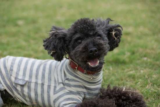 ブログRosieトイプードル銀座リリーとドナas know as de wan41