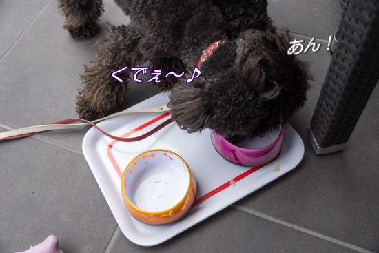 トイプードル銀座リリー＆ドナ48