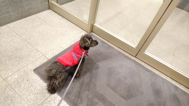 20160111ブラックトイプードル銀座リリー＆ドナ14