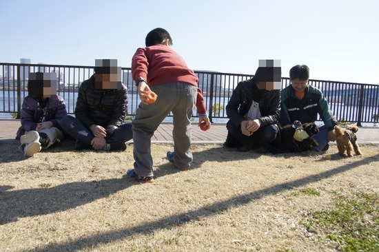 銀座トイプードルリリーas know as de wan24