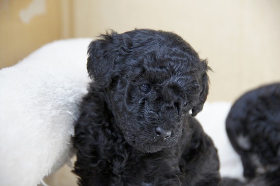 as know as de wanとトイプードルブラックの銀座リリー12