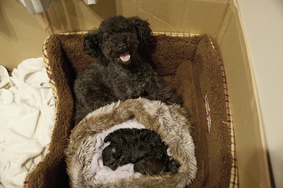 ブログRosieトイプードル銀座リリーとドナas know as de wan01