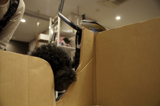 as know as de wanとトイプードルブラックの銀座リリー10