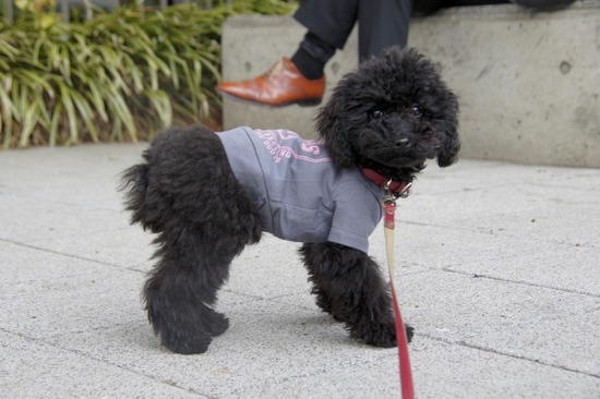 銀座トイプードルリリーas know as de wan15