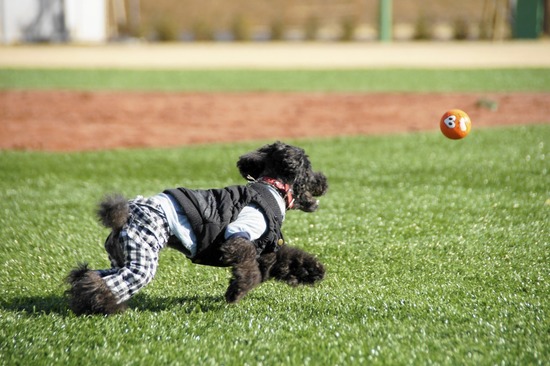 銀座トイプードルリリーas know as de wan21