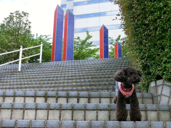 as know as de wan_銀座リリー_トイプードル03