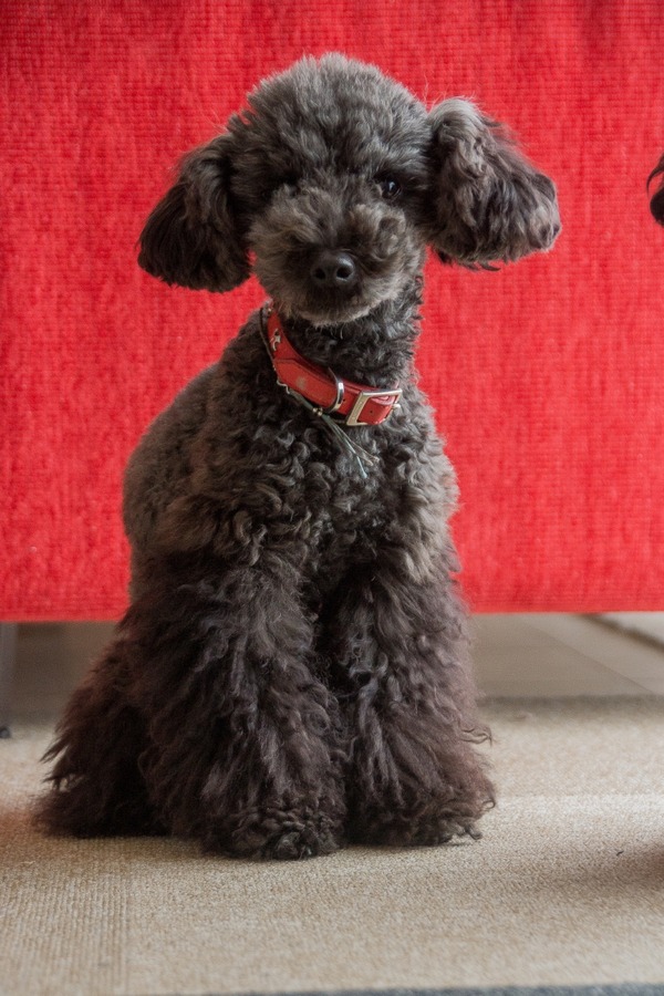 ブラックトイプードル銀座リリードナ009