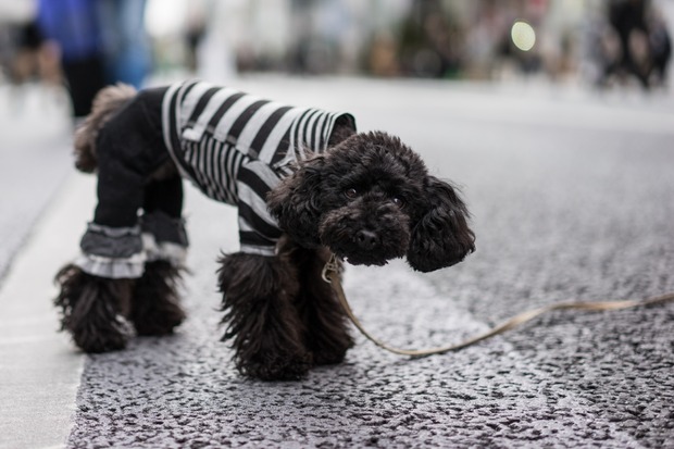 ブラックトイプードル銀座リリー＆ドナ10