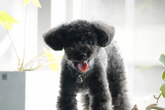 as know as de wan_銀座リリー_トイプードル03