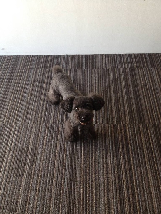 as know as de wanとブラックのトイプードル銀座リリー11